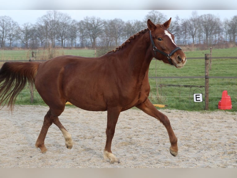 NRPS Giumenta 4 Anni 160 cm Sauro in Epe