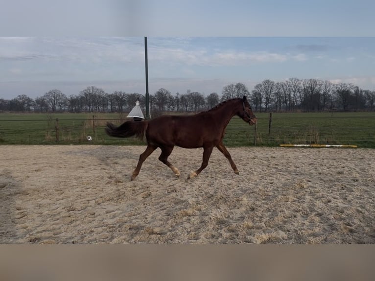 NRPS Giumenta 4 Anni 160 cm Sauro in Epe