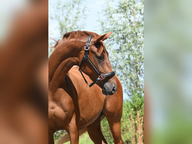NRPS Giumenta 4 Anni 164 cm Sauro in Uddel
