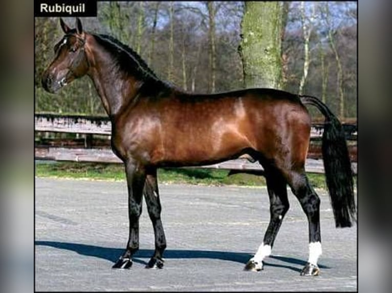 NRPS Giumenta 4 Anni 164 cm Sauro in Uddel