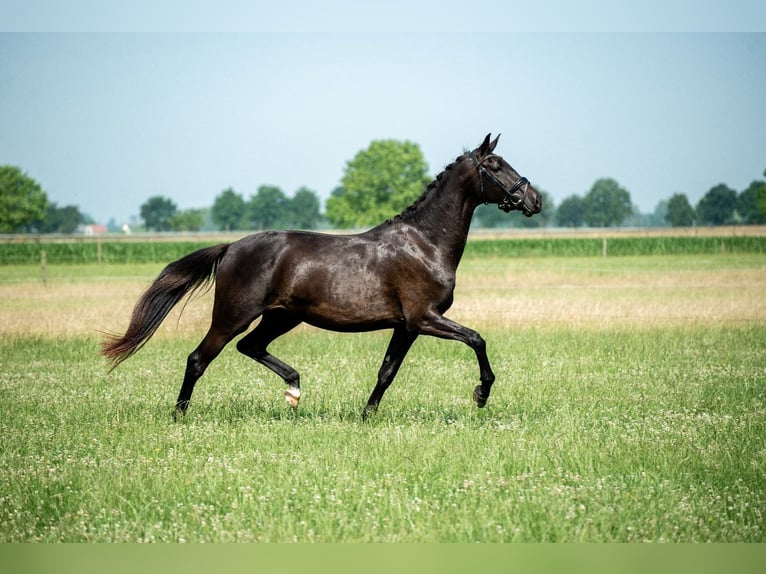 NRPS Giumenta 4 Anni 165 cm Baio scuro in Almkerk