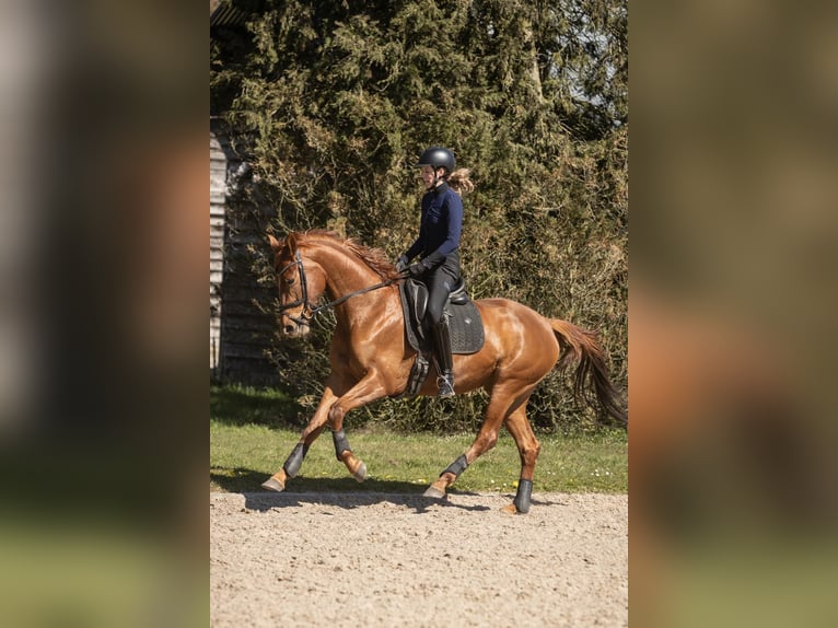NRPS Giumenta 4 Anni 165 cm Sauro in Wormer