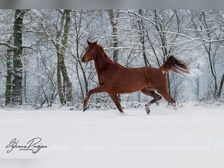 NRPS Giumenta 4 Anni 165 cm Sauro in Wormer
