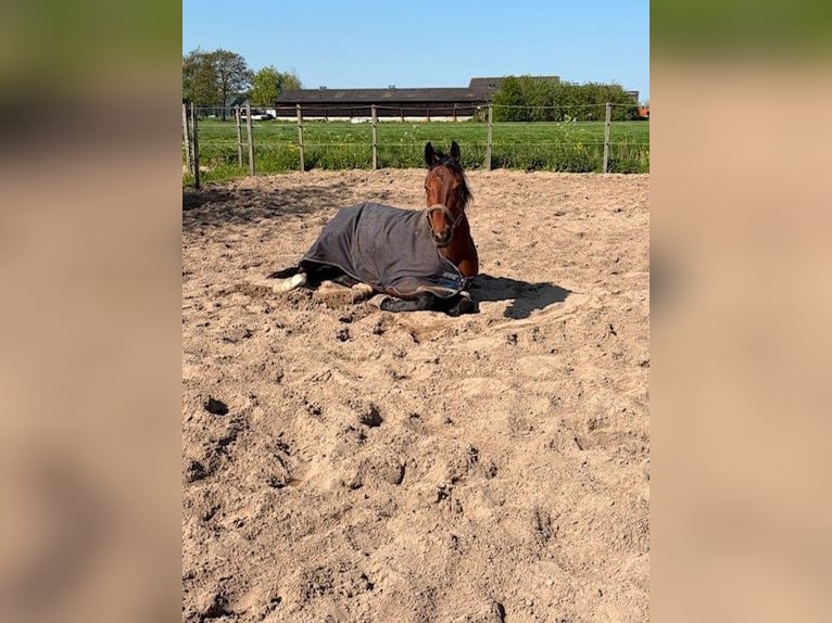 NRPS Giumenta 4 Anni 166 cm Baio in Lekkerkerk