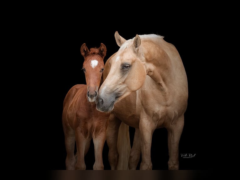 NRPS Giumenta 4 Anni 167 cm Palomino in Tholen