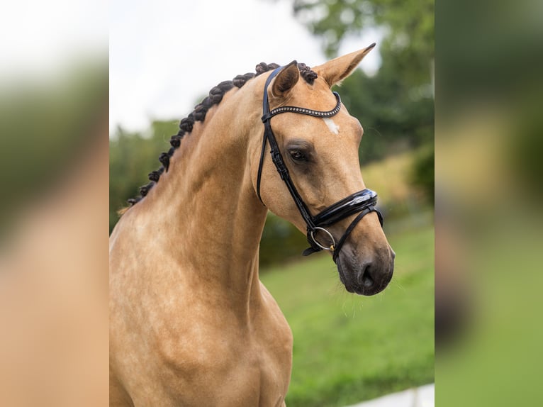 NRPS Giumenta 4 Anni 173 cm Pelle di daino in Etten-Leur