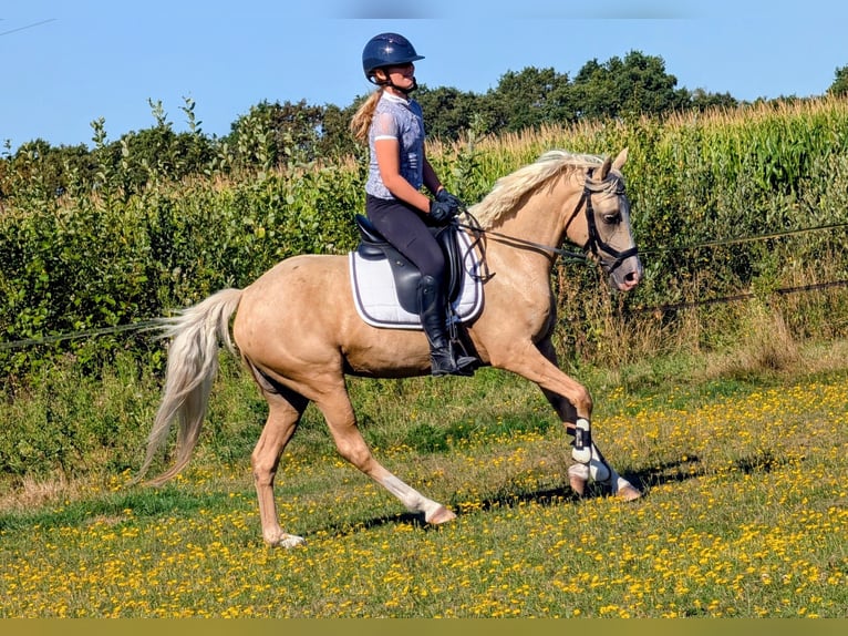 NRPS Giumenta 5 Anni 142 cm Palomino in Wachtum