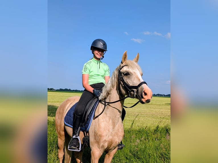 NRPS Giumenta 5 Anni 142 cm Palomino in Wachtum