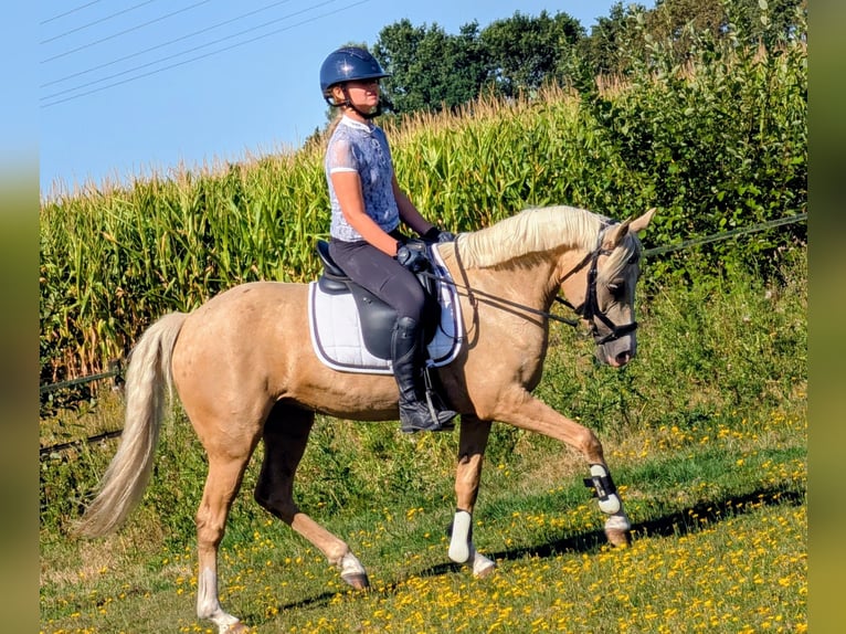 NRPS Giumenta 5 Anni 142 cm Palomino in Wachtum