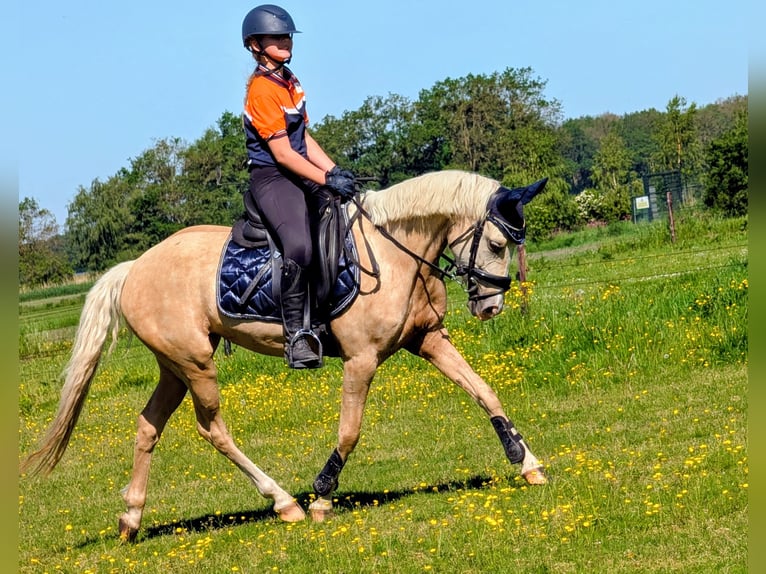 NRPS Giumenta 5 Anni 142 cm Palomino in Wachtum