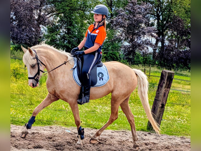 NRPS Giumenta 5 Anni 142 cm Palomino in Wachtum