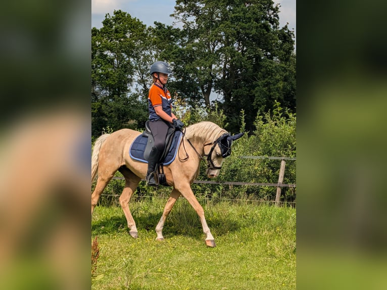 NRPS Giumenta 5 Anni 142 cm Palomino in Wachtum