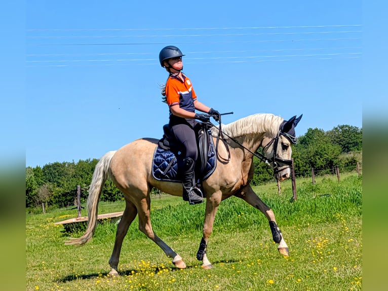 NRPS Giumenta 5 Anni 142 cm Palomino in Wachtum