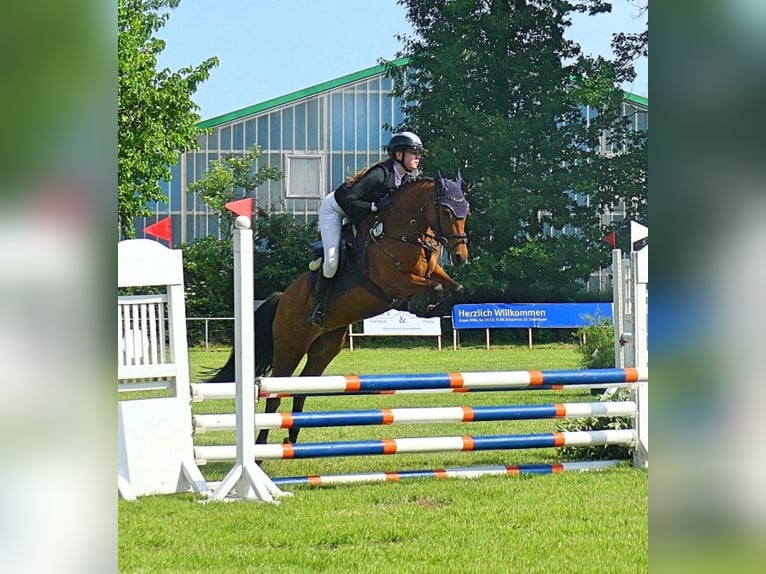 NRPS Giumenta 5 Anni 144 cm Baio in Rodewald