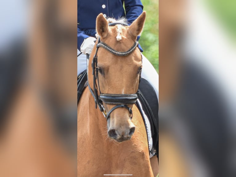 NRPS Giumenta 5 Anni 147 cm Palomino in Lijnden