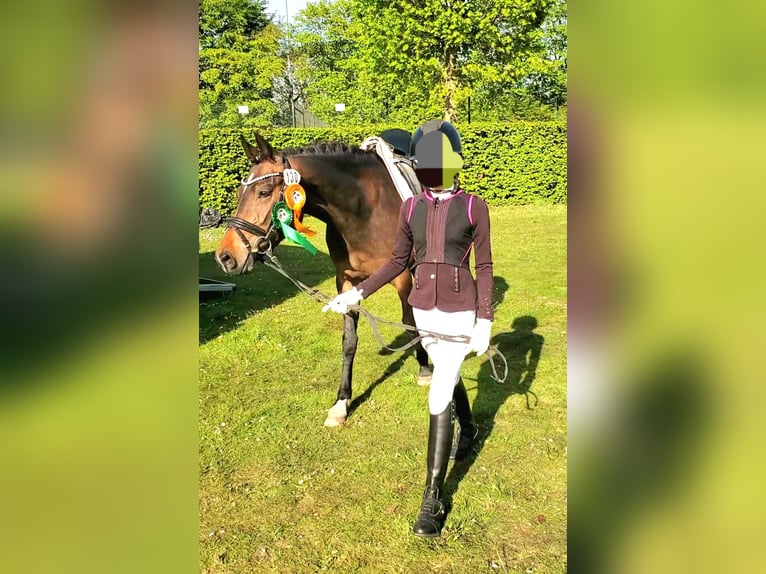 NRPS Giumenta 5 Anni 148 cm Baio scuro in Dörpen