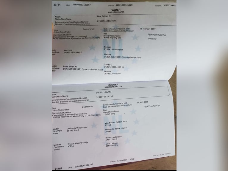 NRPS Giumenta 5 Anni 148 cm Baio scuro in Dörpen