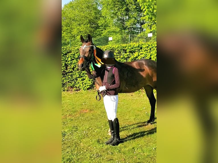 NRPS Giumenta 5 Anni 148 cm Baio scuro in Dörpen