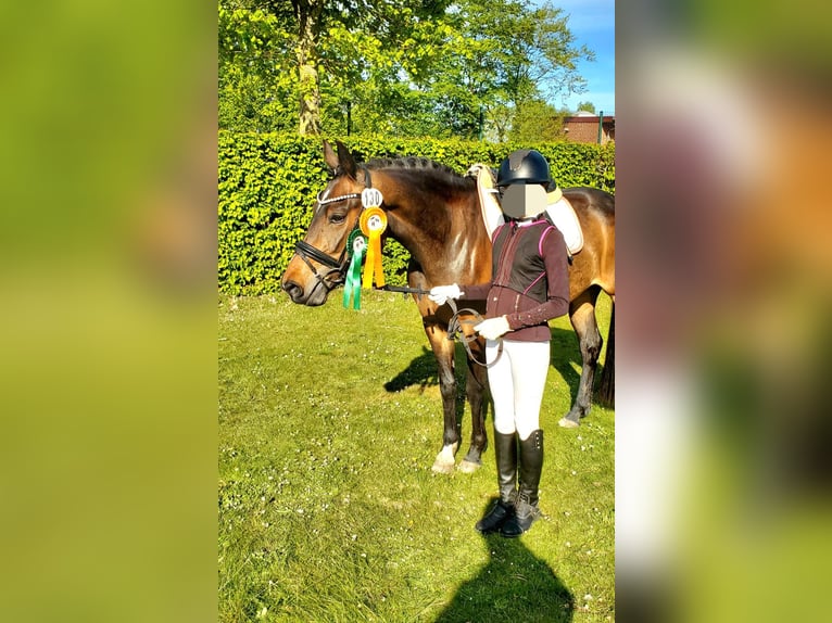 NRPS Giumenta 5 Anni 148 cm Baio scuro in Dörpen