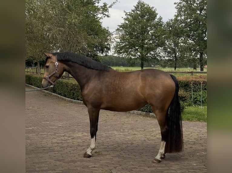 NRPS Giumenta 5 Anni 151 cm Pelle di daino in Dormagen