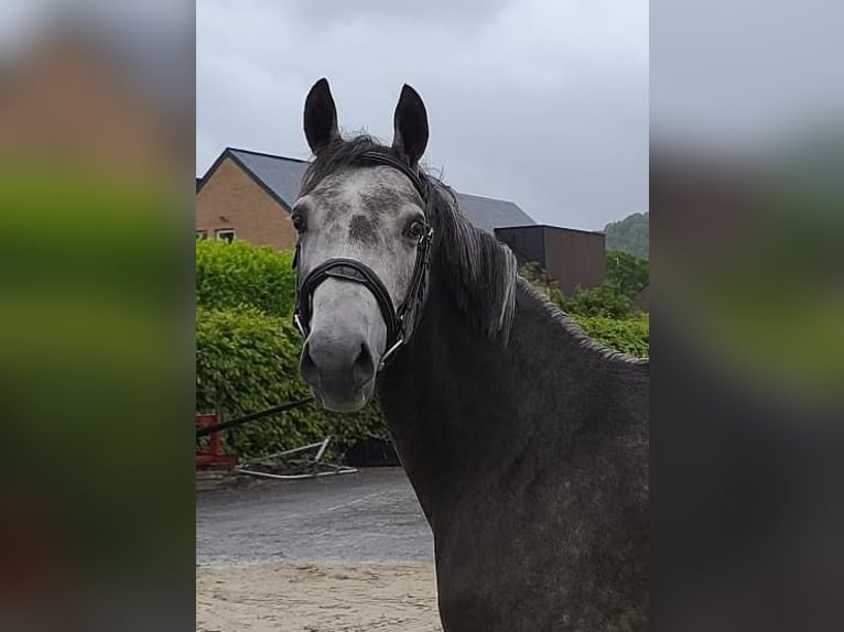NRPS Giumenta 5 Anni 153 cm Grigio in soumagne