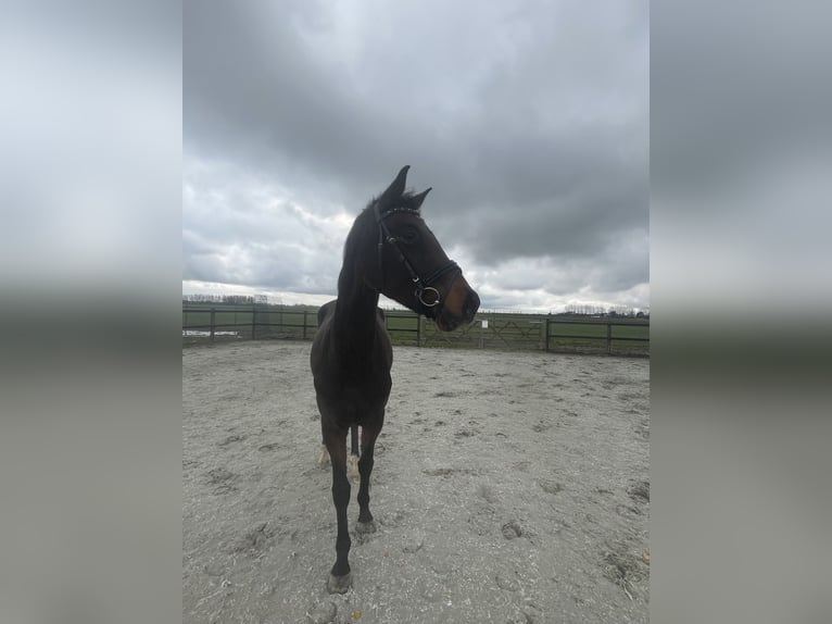 NRPS Giumenta 5 Anni 165 cm Baio scuro in Nieuwendijk