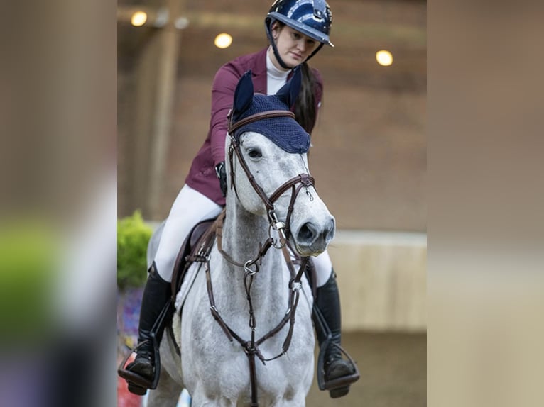 NRPS Giumenta 5 Anni 166 cm Grigio in Augustinusga