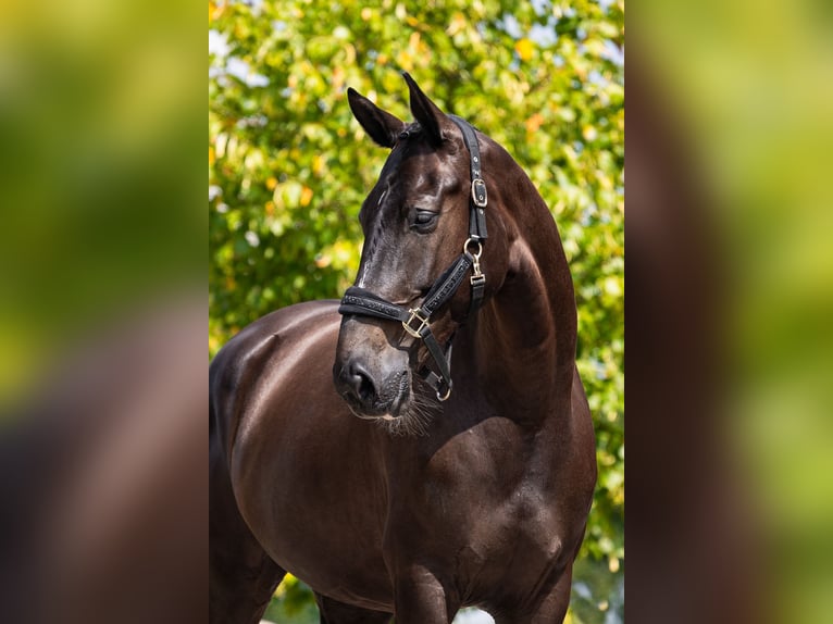 NRPS Giumenta 5 Anni 174 cm Baio nero in Berghem