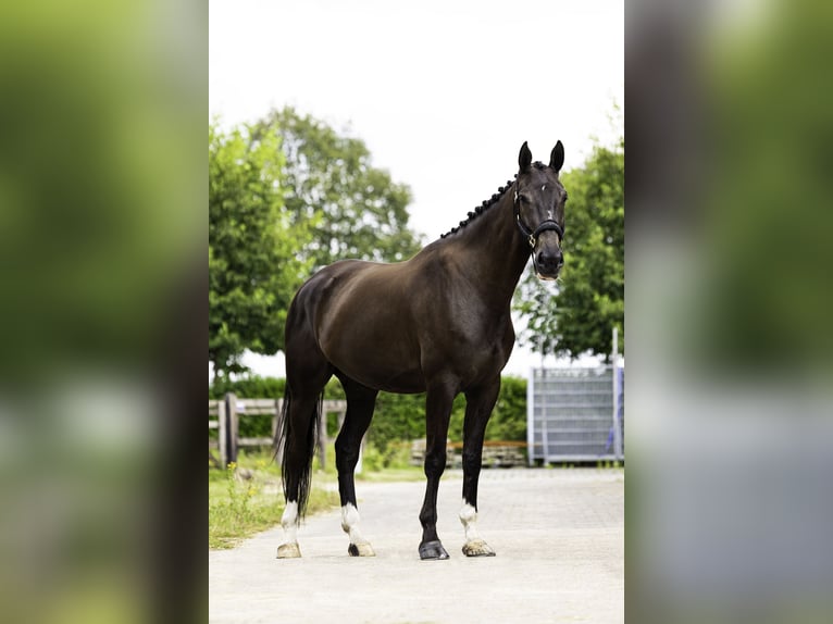 NRPS Giumenta 5 Anni 174 cm Baio nero in Berghem