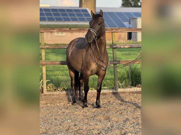 NRPS Giumenta 6 Anni 142 cm Baio scuro in IJsselstein