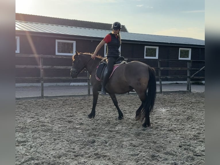 NRPS Giumenta 6 Anni 142 cm Baio scuro in IJsselstein