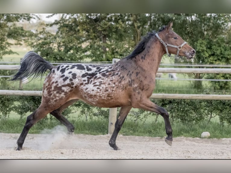 NRPS Giumenta 6 Anni 164 cm Leopard in Lutjegast