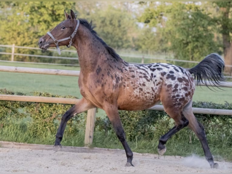 NRPS Giumenta 6 Anni 164 cm Leopard in Lutjegast