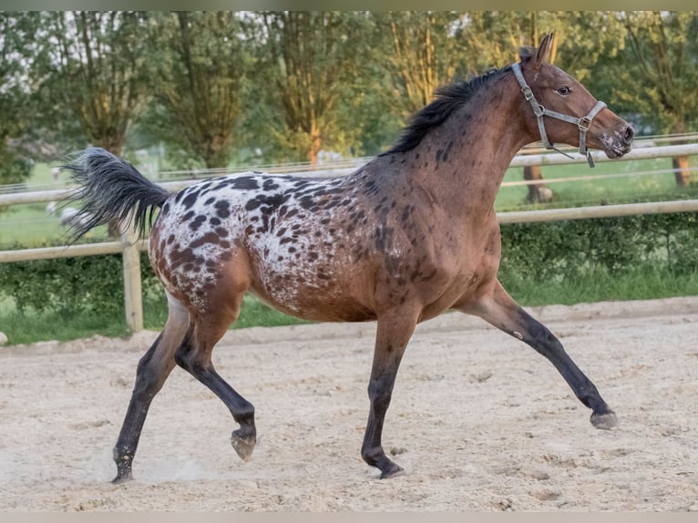 NRPS Giumenta 6 Anni 164 cm Leopard in Lutjegast