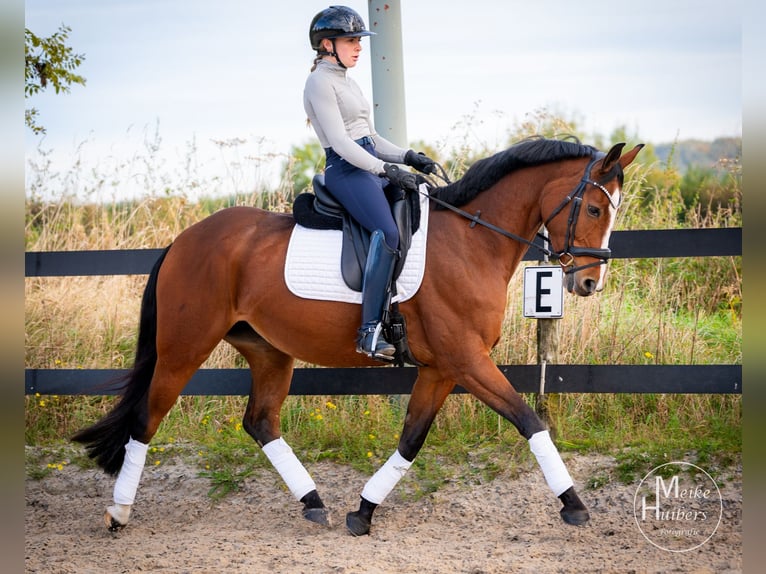 NRPS Giumenta 6 Anni 165 cm in Vijlen (NL)