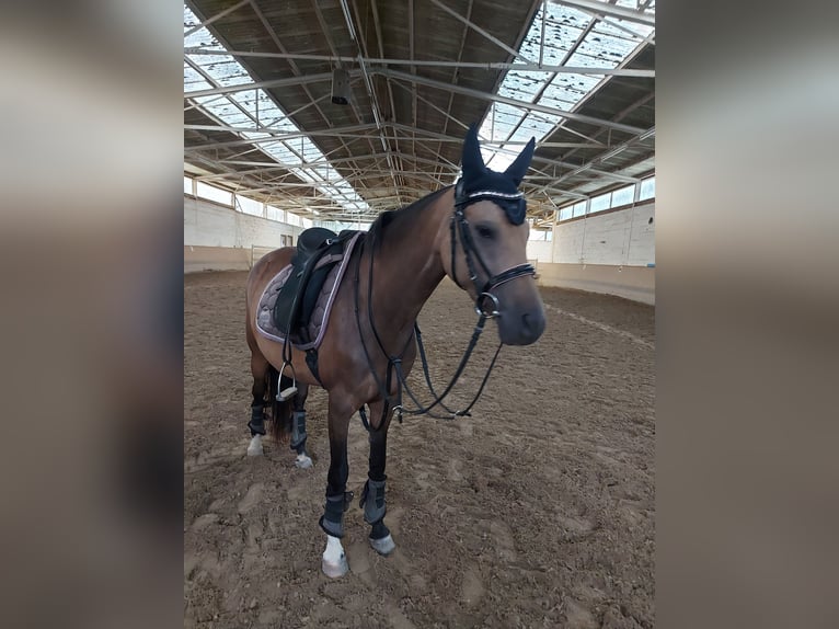 NRPS Giumenta 7 Anni 145 cm Pelle di daino in Budenheim