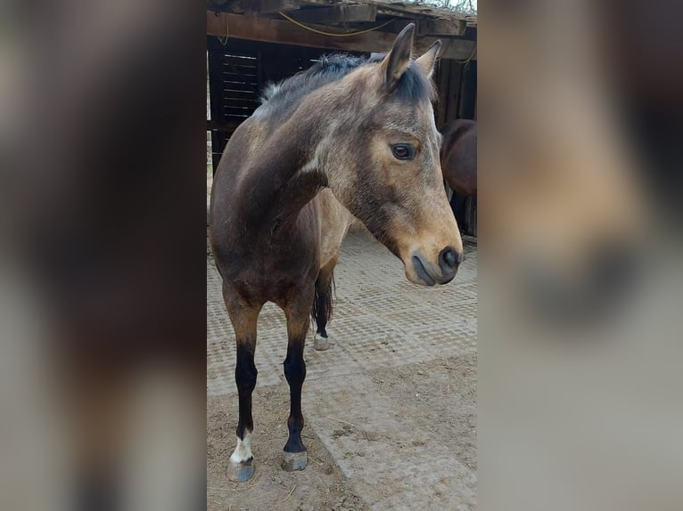 NRPS Giumenta 7 Anni 145 cm Pelle di daino in Budenheim