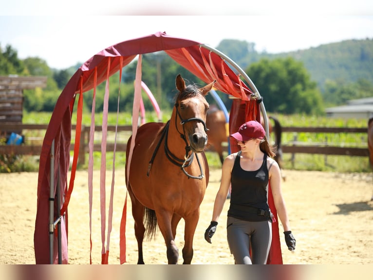 NRPS Mix Giumenta 7 Anni 155 cm Baio ciliegia in Hemer