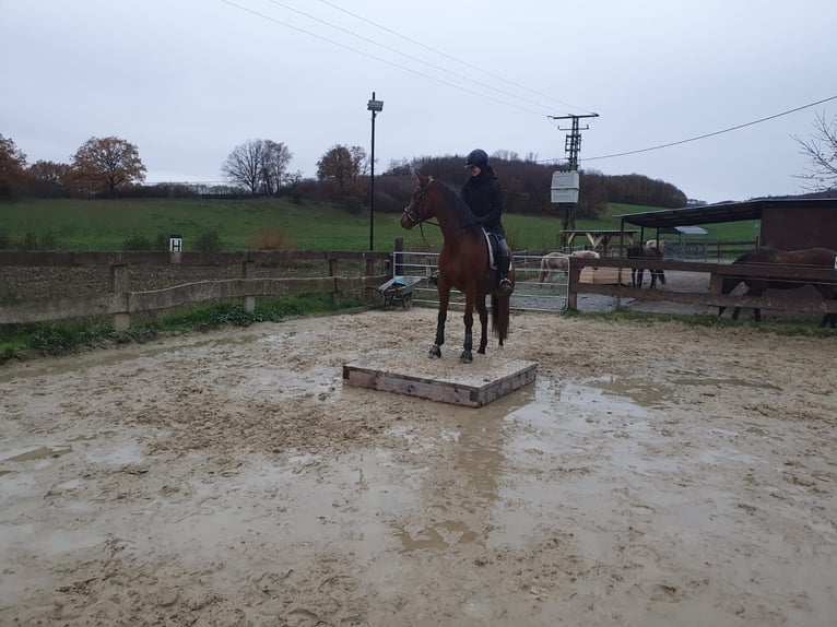 NRPS Mix Giumenta 7 Anni 155 cm Baio ciliegia in Hemer