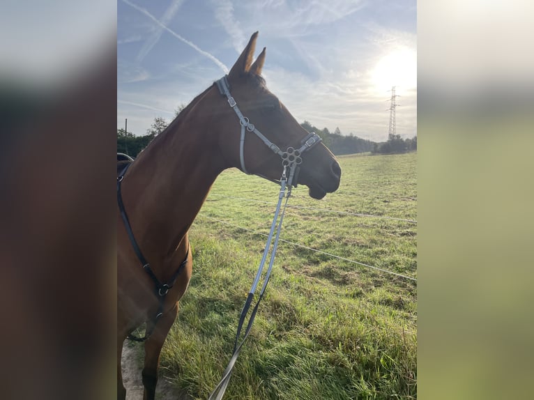 NRPS Mix Giumenta 7 Anni 155 cm Baio ciliegia in Hemer