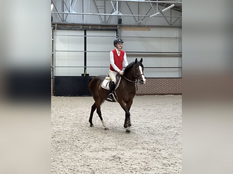 NRPS Mix Giumenta 8 Anni 145 cm Baio scuro in Ermelo