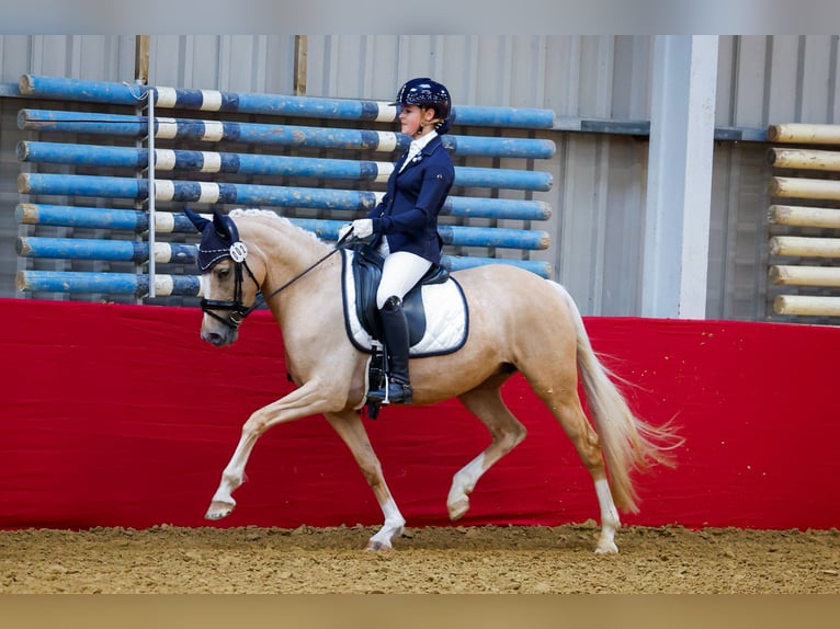 NRPS Giumenta 8 Anni 147 cm Palomino in Oost West en Middelbeers