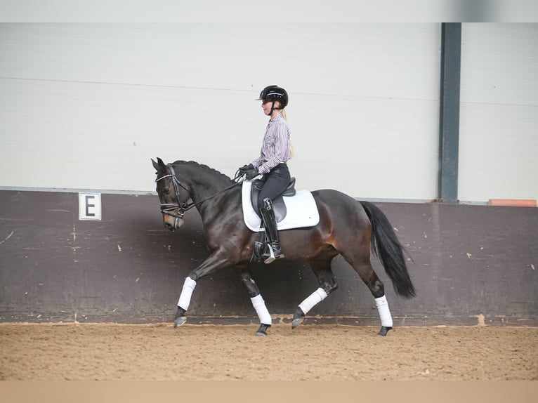 NRPS Giumenta 9 Anni 141 cm Baio nero in Dordrecht