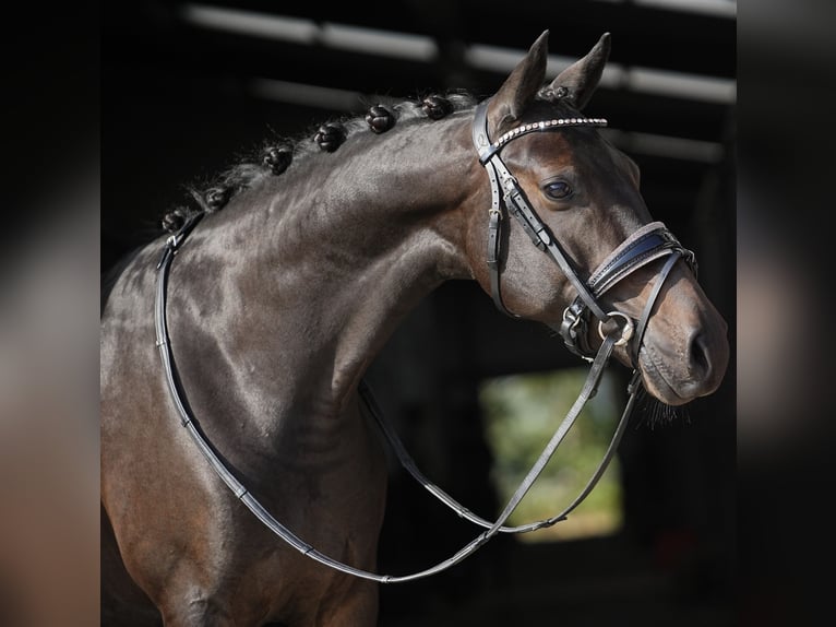 NRPS Giumenta 9 Anni 141 cm Baio nero in Dordrecht