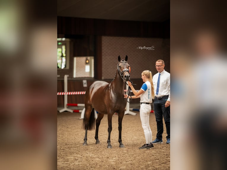 NRPS Giumenta 9 Anni 141 cm Baio nero in Dordrecht