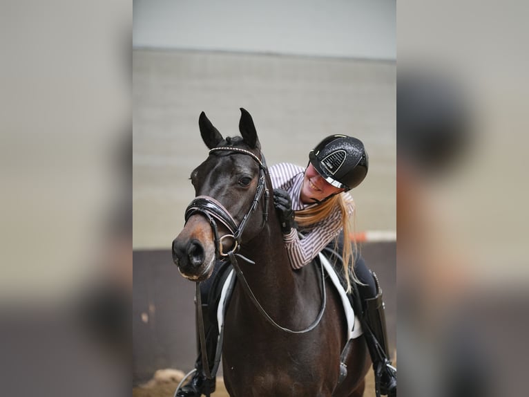 NRPS Giumenta 9 Anni 141 cm Baio nero in Dordrecht