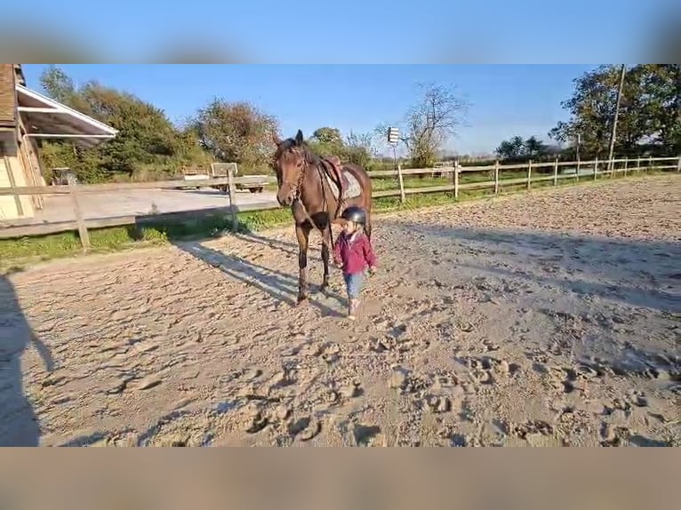 NRPS Mix Giumenta 9 Anni 142 cm Baio nero in Oppuurs