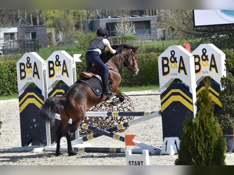 NRPS Mix Giumenta 9 Anni 142 cm Baio nero in Oppuurs