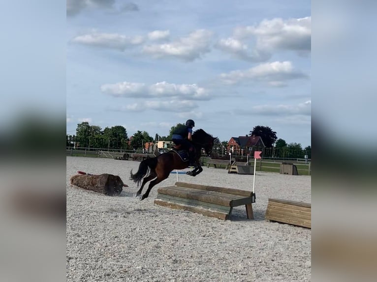 NRPS Mix Giumenta 9 Anni 142 cm Baio nero in Oppuurs