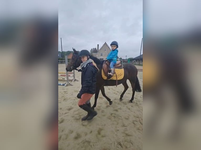 NRPS Mix Giumenta 9 Anni 142 cm Baio nero in Oppuurs